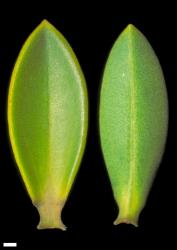 Veronica brachysiphon. Leaf surfaces with conspicuous stomata, adaxial (left) and abaxial (right). Scale = 1 mm.
 Image: W.M. Malcolm © Te Papa CC-BY-NC 3.0 NZ
